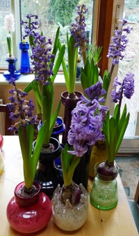Atlantic hyacinths forced in vases