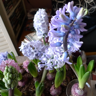 Delft Blue hyacinths