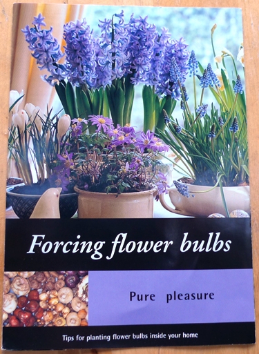 forcing flower bulbs