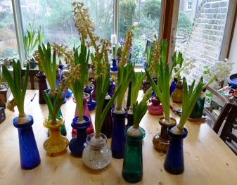 LInnocence hyacinths