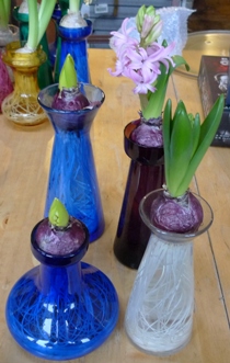 Pink Pearl hyacinths forced in vases