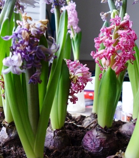 Pink Pearl hyacinth