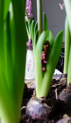 Pink Pearl hyacinth
