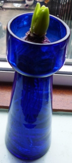 Viking hyacinth forced in a vase