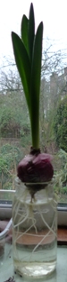 Viking hyacinth bulb