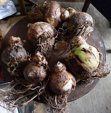 amaryllis bulbs