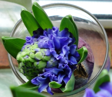 blue jacket hyacinth