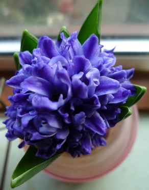 blue jacket hyacinth