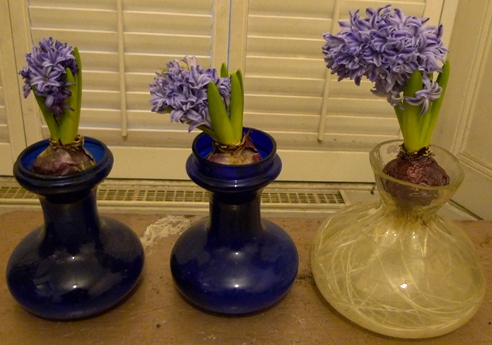 Blue Jacket hyacinths forced in vases