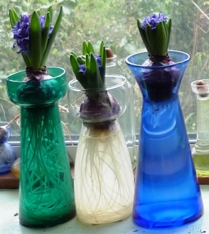 Blue Jacket hyacinths forced in vases