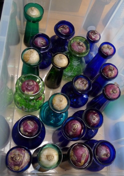 hyacinth bulbs dark period