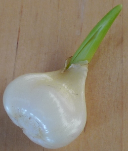 hyacinth_bulblet