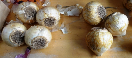 discoloured hyacinth bulbs