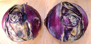 hyacinth bulbs with split skins