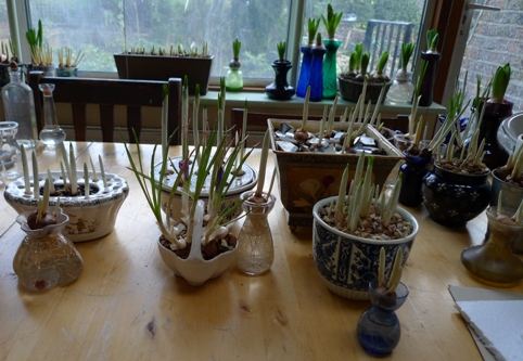 crocus forced in pots
