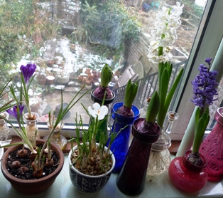 crocus in bloom for Christmas