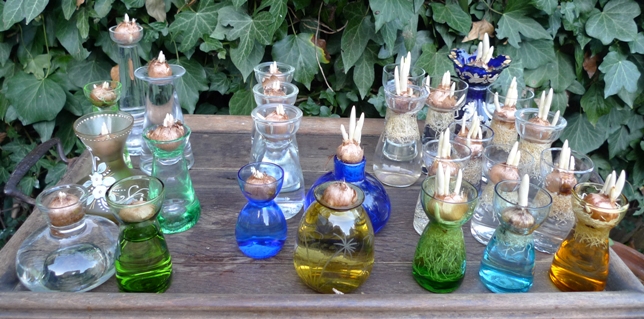 Forcing Crocus Bulbs in Vases
