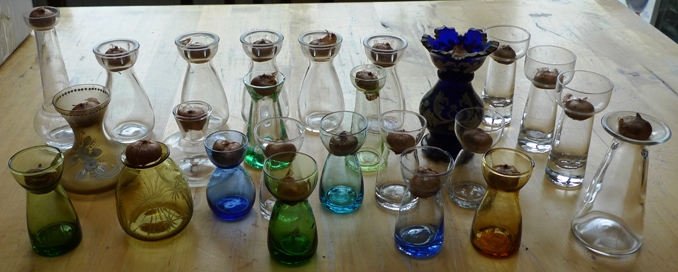 crocus vases