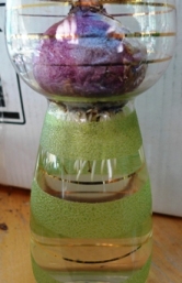 first hyacinth bulb roots