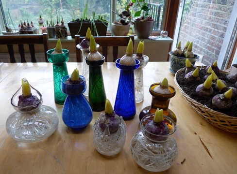 first hyacinth vases out of the cellar