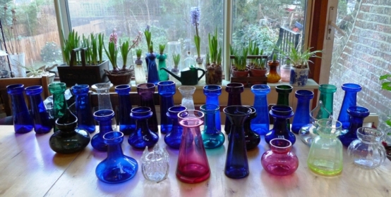 lots of hyacinth vases