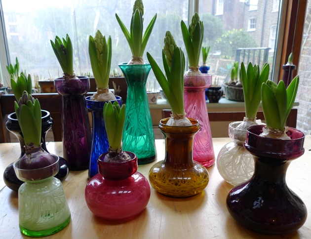 hyacinths in antique vases
