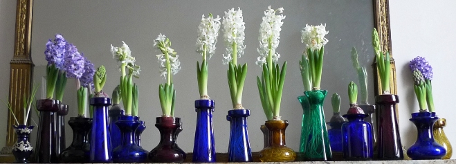 hyacinths in bloom for Christmas in antique vases