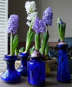 hyacinths in bloom Christmas Eve