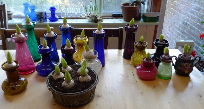 hyacinths forced for Christmas