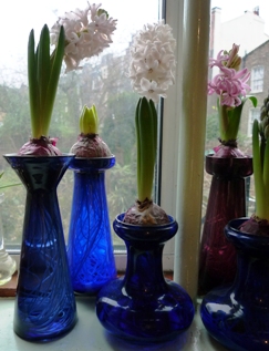 Lady Derby hyacinths forced in vases