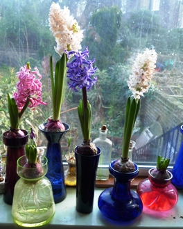forced hyacinths in bloom in vases