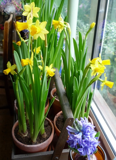 narcissus tete-a-tete
