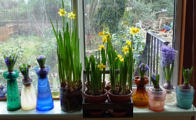 narcissus tete-a-tete
