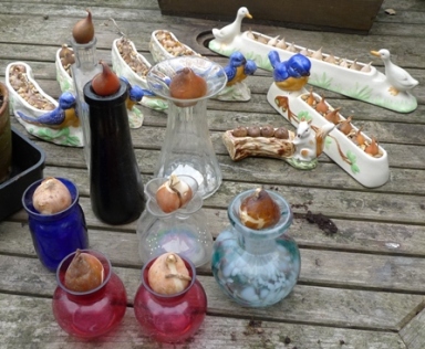 preparing tulips and crocus for forcing