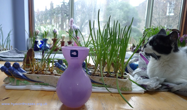 hyacinth vases and Shorter troughs Leonardo 