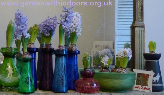 Davidson bulb bowl and other hyacinth vases