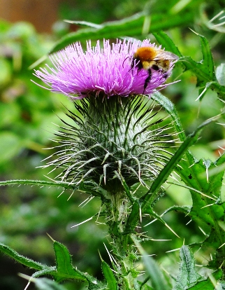 thistle with bee