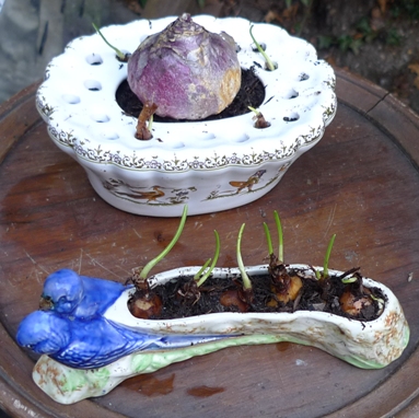 bulb pots