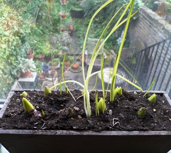 trough with bulbs