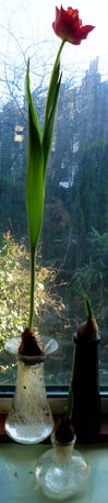 tulips forced in water