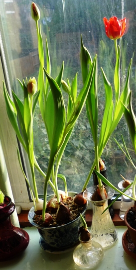 forced tulips in pots and vases