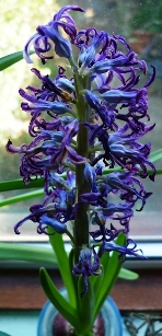 blue jacket hyacinth