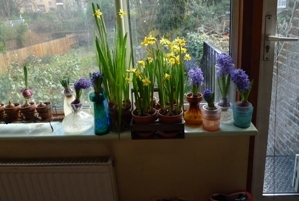 narcissus and hyacinths in bloom Jan 31st
